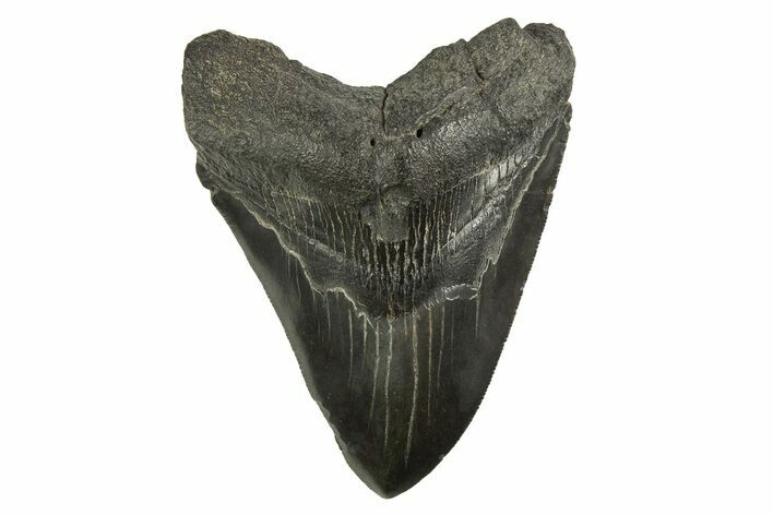 Serrated, Fossil Megalodon Tooth - South Carolina #321320